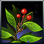 Rosehip icon